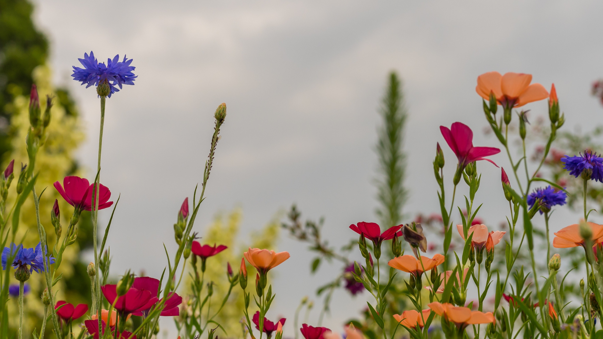 photo de fleurs sauvage